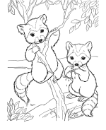 Raccoon Coloring Pages